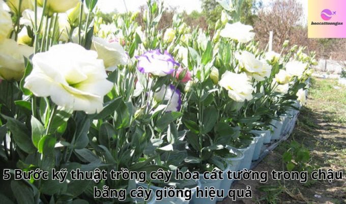 5 Bước kỹ thuật trồng cây hoa cát tường trong chậu bằng cây giống hiệu quả