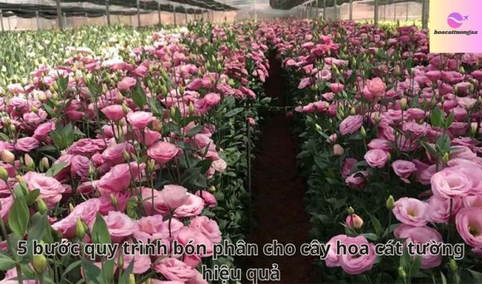 5 bước quy trình bón phân cho cây hoa cát tường hiệu quả