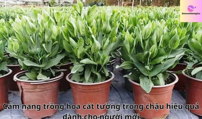 Cẩm nang trồng hoa cát tường trong chậu hiệu quả dành cho người mới