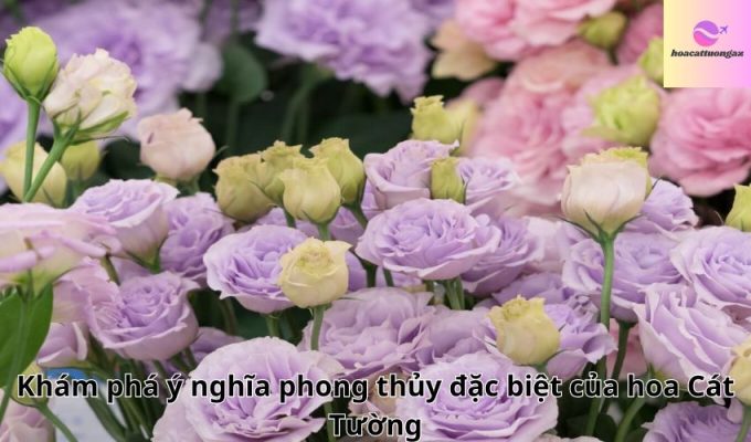 Khám phá ý nghĩa phong thủy đặc biệt của hoa Cát Tường