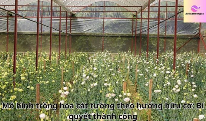 Mô hình trồng hoa cát tường theo hướng hữu cơ: Bí quyết thành công