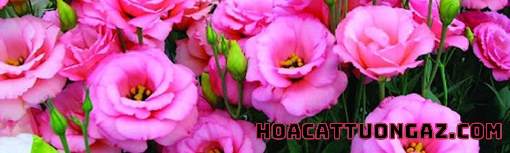 hoacattuongaz.com