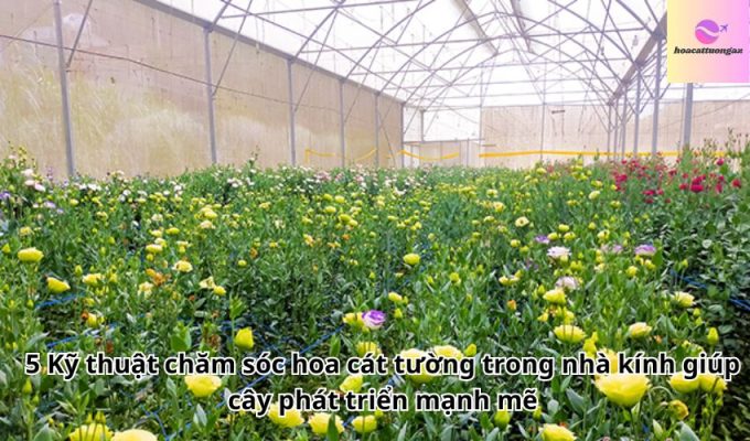 5 Kỹ thuật chăm sóc hoa cát tường trong nhà kính giúp cây phát triển mạnh mẽ