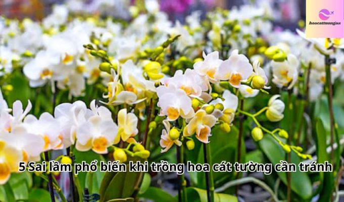 5 Sai lầm phổ biến khi trồng hoa cát tường cần tránh