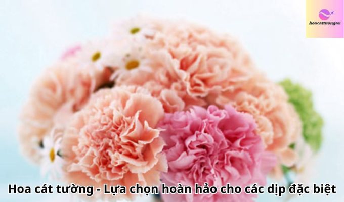 Hoa cát tường – Lựa chọn hoàn hảo cho các dịp đặc biệt