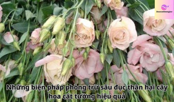 Những biện pháp phòng trừ sâu đục thân hại cây hoa cát tường hiệu quả