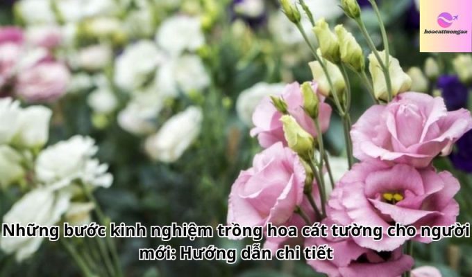 Những bước kinh nghiệm trồng hoa cát tường cho người mới: Hướng dẫn chi tiết