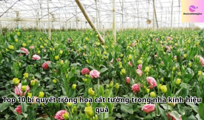 Top 10 bí quyết trồng hoa cát tường trong nhà kính hiệu quả