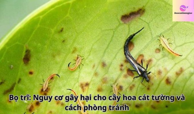 Bọ trĩ: Nguy cơ gây hại cho cây hoa cát tường và cách phòng tránh