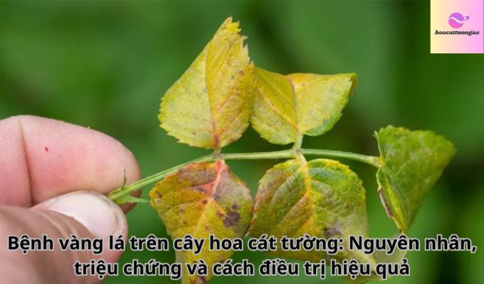 Bệnh vàng lá trên cây hoa cát tường: Nguyên nhân, triệu chứng và cách điều trị hiệu quả