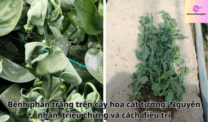 Bệnh phấn trắng trên cây hoa cát tường: Nguyên nhân, triệu chứng và cách điều trị