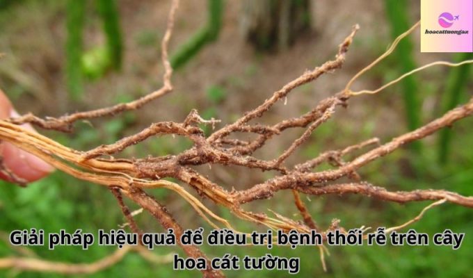 Giải pháp hiệu quả để điều trị bệnh thối rễ trên cây hoa cát tường