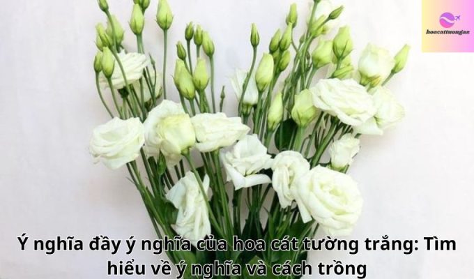 Ý nghĩa đầy ý nghĩa của hoa cát tường trắng: Tìm hiểu về ý nghĩa và cách trồng