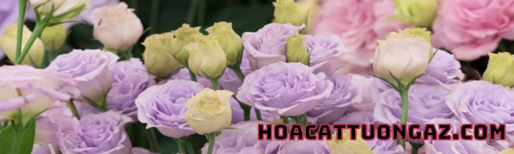 hoacattuongaz.com